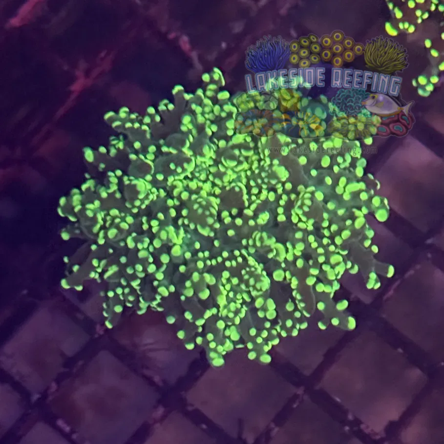 Bright Tip Octospawn Coral R1A5