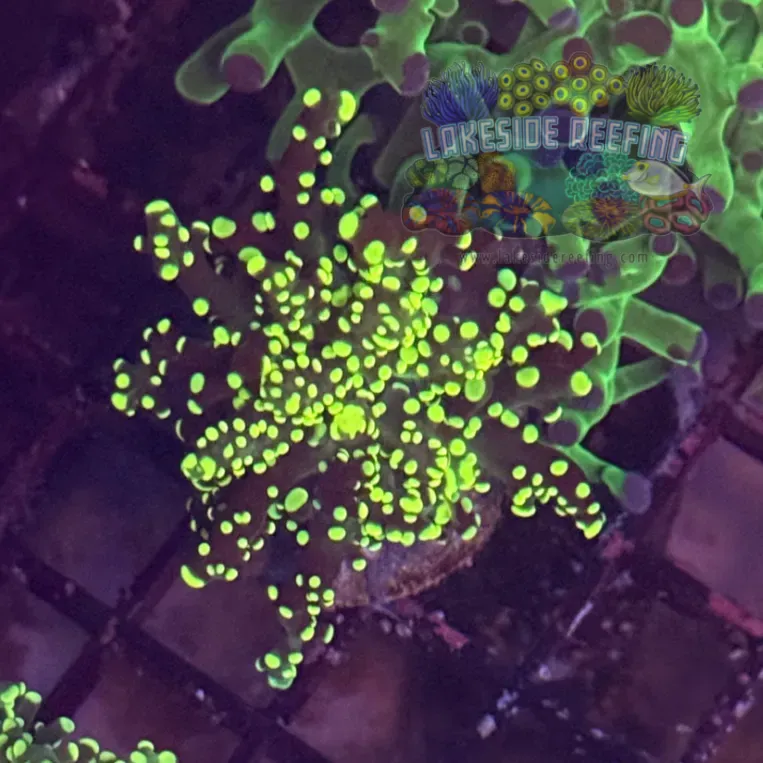 Yellow Tip Octospawn Coral R1A6