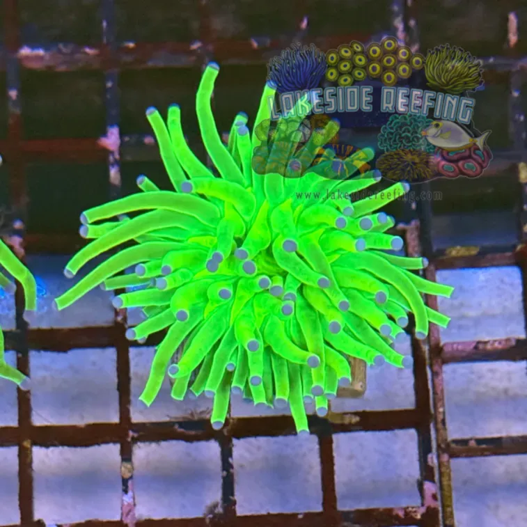 Bright OG Holy Grail Torch Coral R4C7