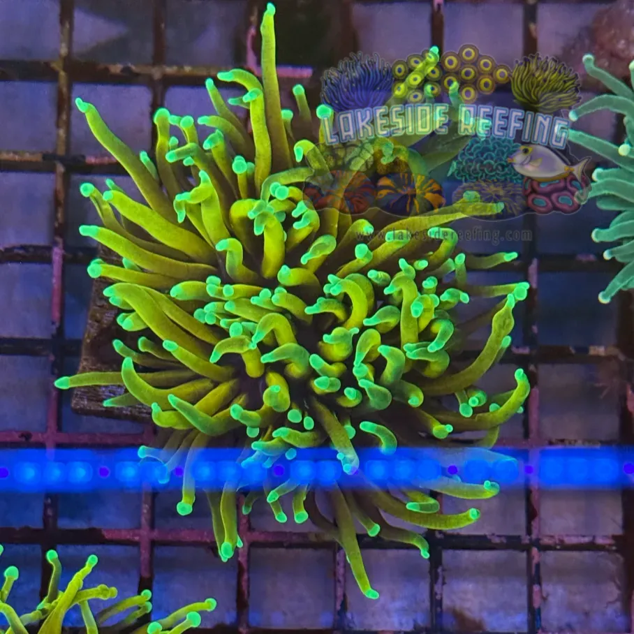 Ultra Dragon Soul Torch Coral R5A5