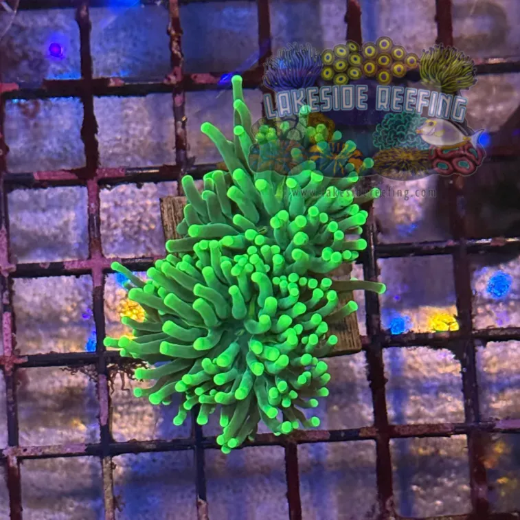 Green On Green Torch Coral R5B2