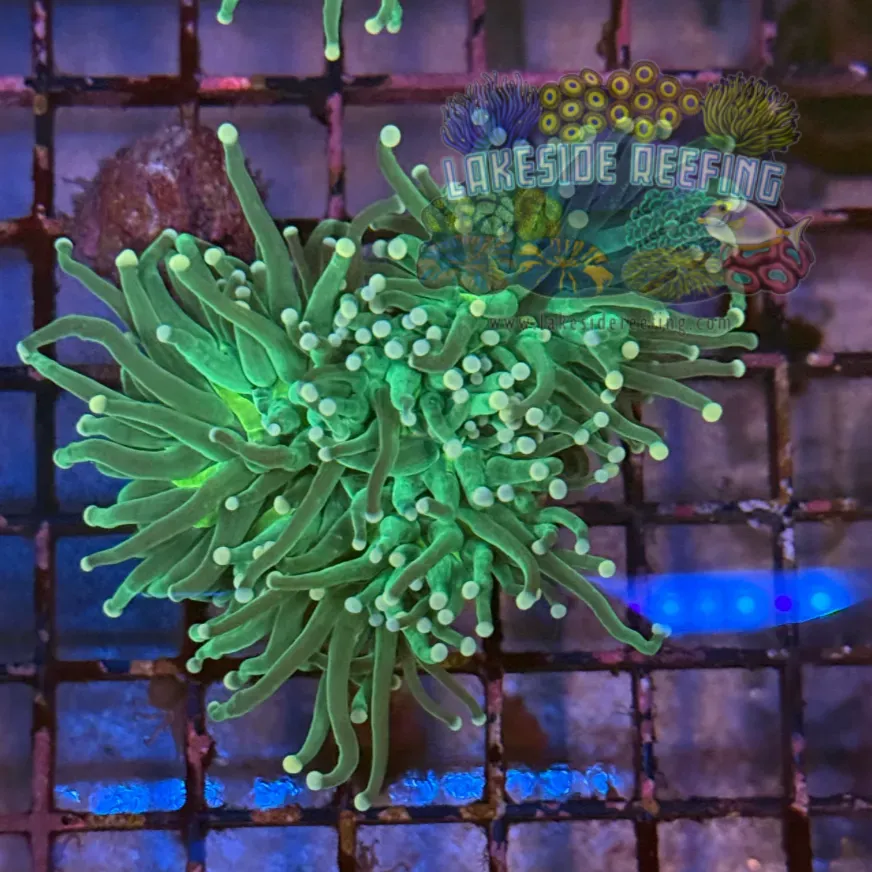 Green with White Tips Torch Coral R5B5