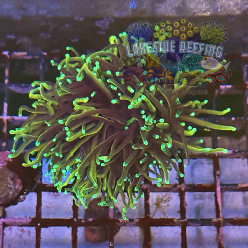 Dragon Soul Torch Coral R5B7