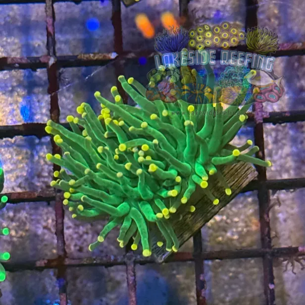 Green with Pink Tips Torch Coral R5C1