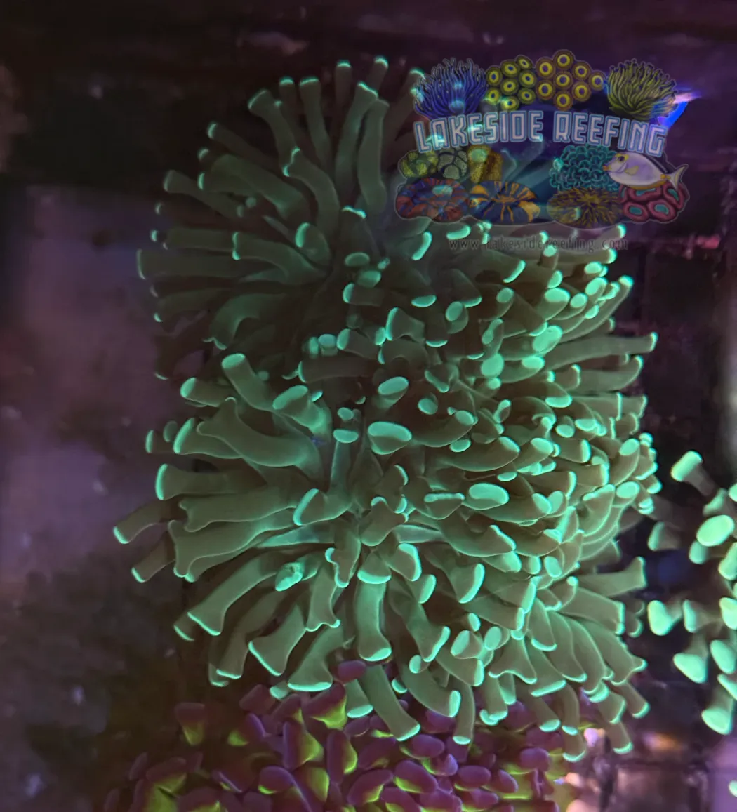 Green Honeycomb Hammer Coral R1A1