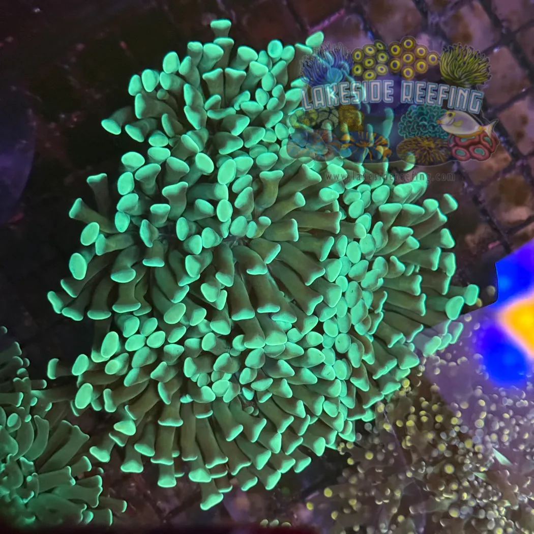 Green Honeycomb Hammer Coral R1A2