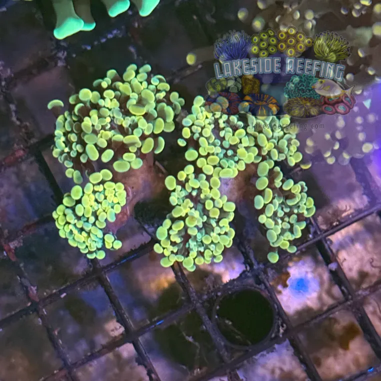 Gold Hammer Coral R1B2