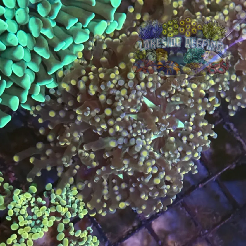 Peach Octospawn Coral R1B3
