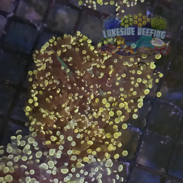 Peach Octospawn Coral R1B8