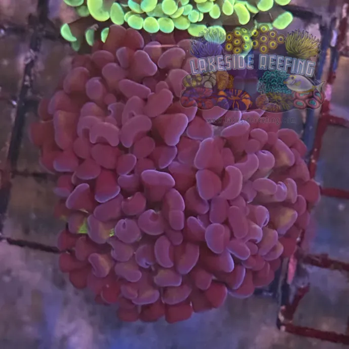 Deep Blue Mettalic Hammer Coral R1C1