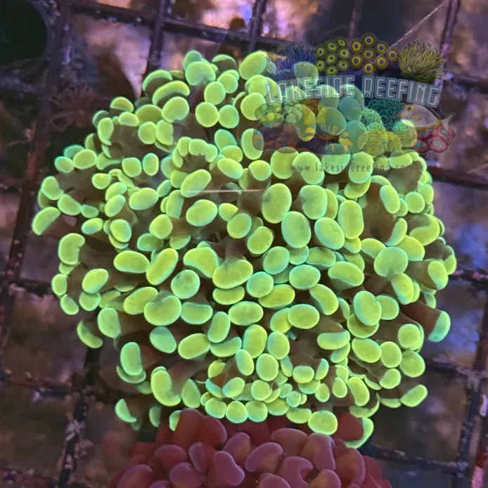 Gold Metallic Hammer Coral R1C2
