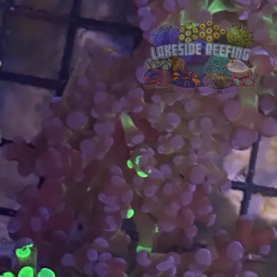Grafted Green and Purple Frogspawn Coral R1C7