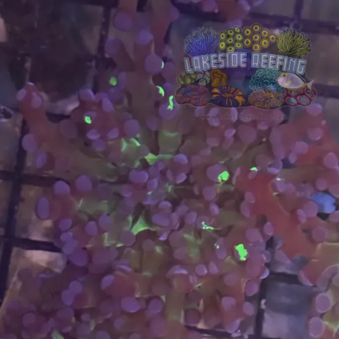 Grafted Green and Purple Frogspawn Coral R1C8
