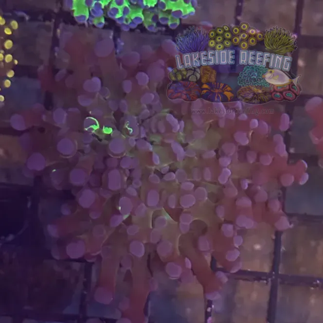 Grafted Green and Purple Frogspawn Coral R1C9