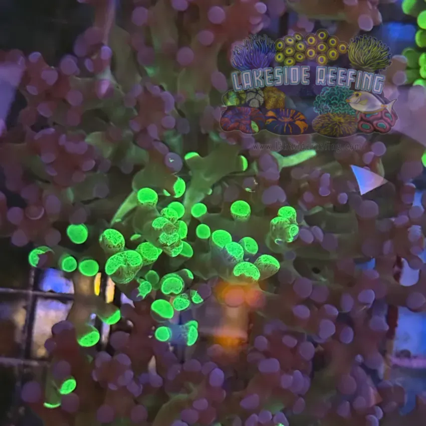Grafted Green and Purple Frogspawn Coral R2A5