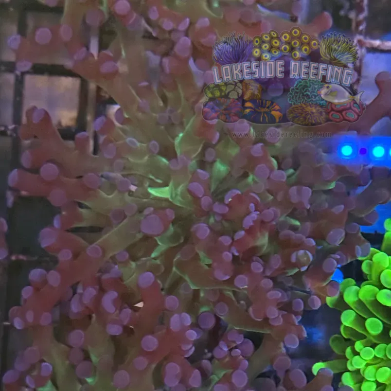 Grafted Green and Purple Frogspawn Coral R2A6