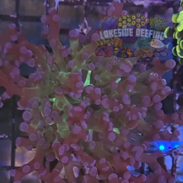 Grafted Green and Purple Frogspawn Coral R2A7