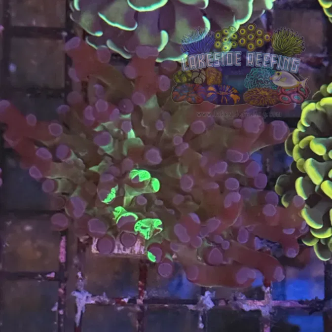 Grafted Green and Purple Frogspawn Coral R2A8