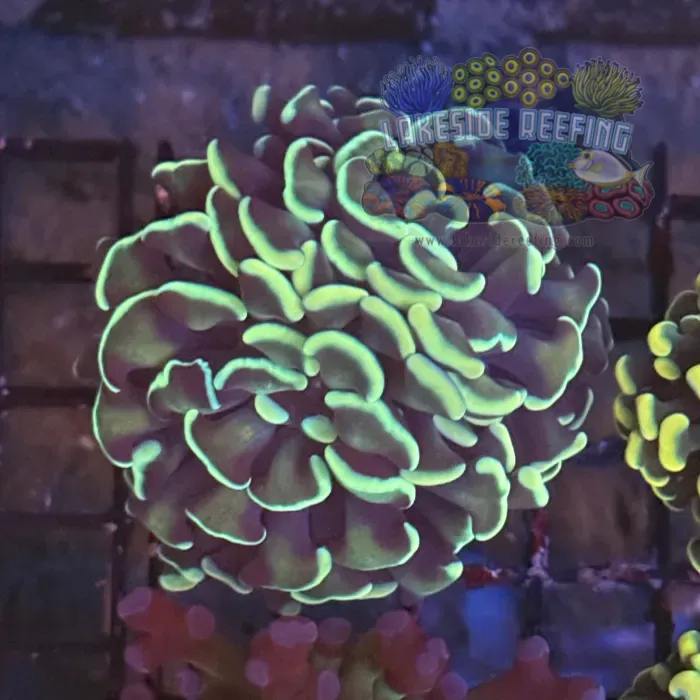 Gold Hammer Coral R2A9