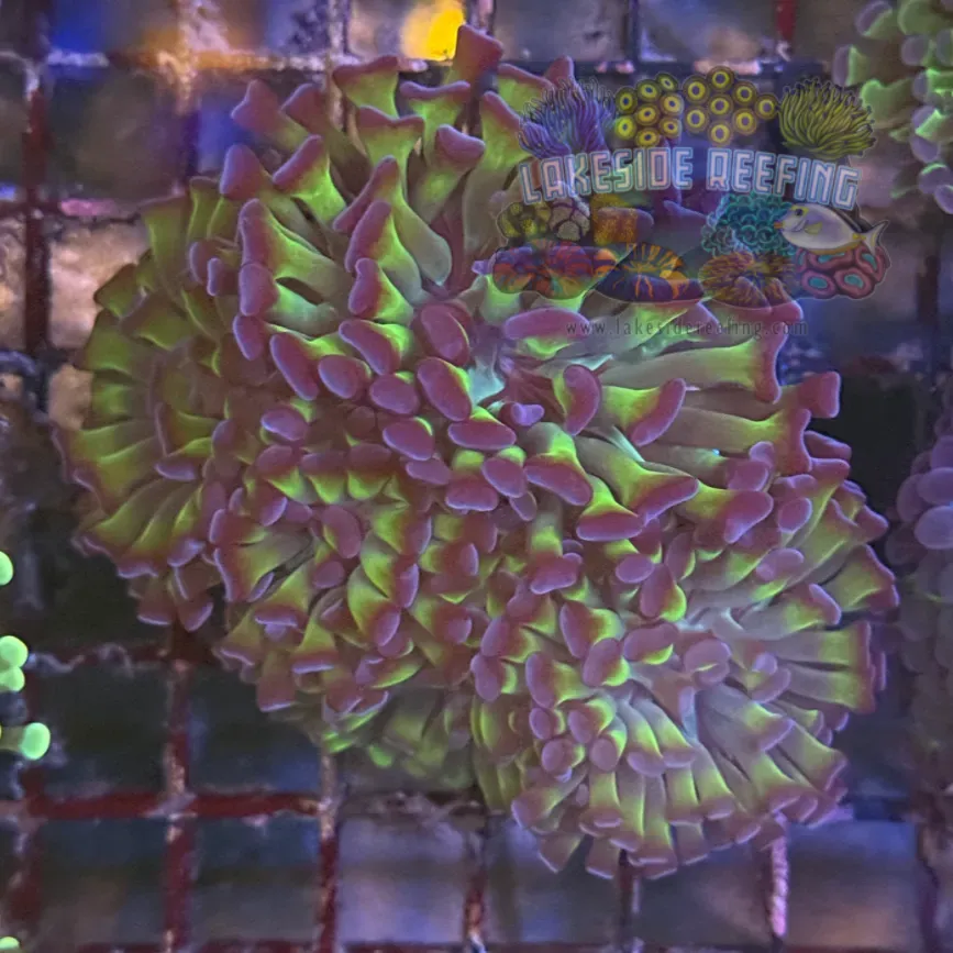 Bi Color Metallic Hammer Coral R2B3