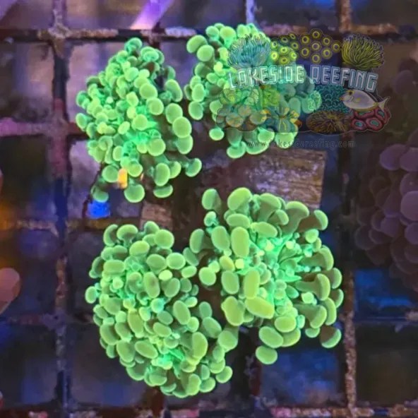 Gold and Green Hammer Coral R2B4