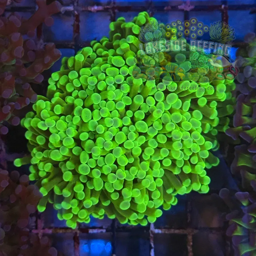 Ultra Green Hammer Coral R2B5