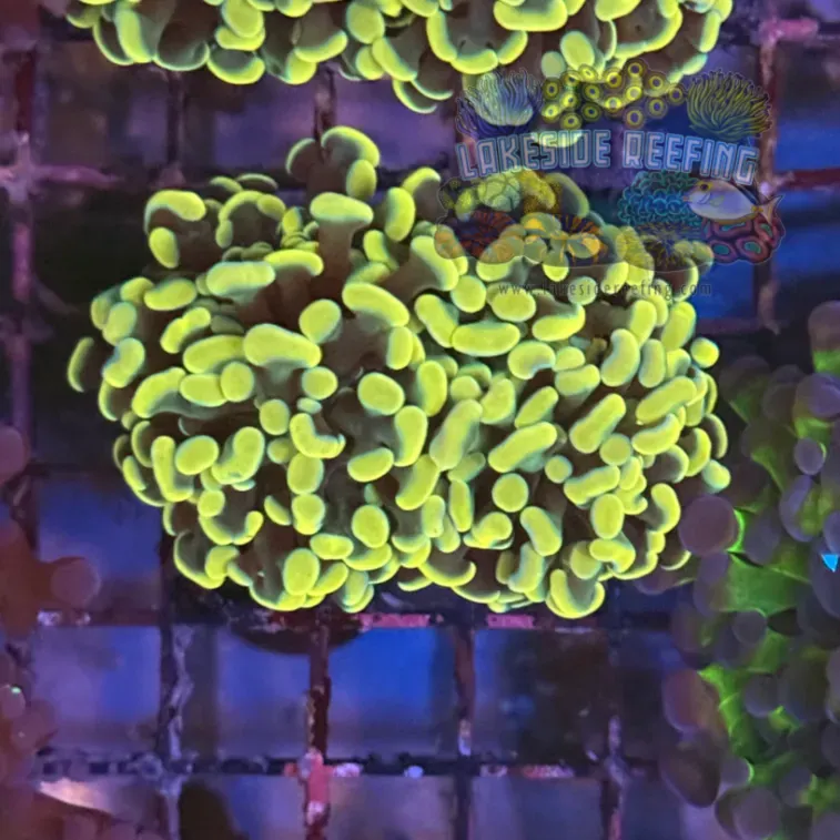 Ultra Gold Hammer Coral R2B6