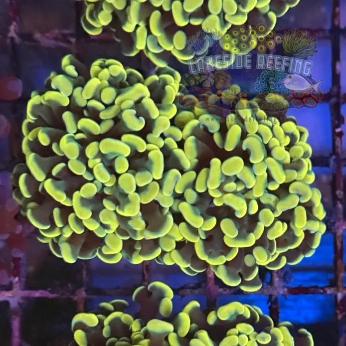 Ultra Gold Hammer Coral R2B7