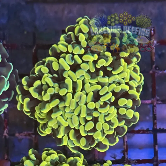 Ultra Gold Hammer Coral R2B8