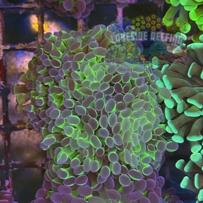 Ultra Hologram Hammer Coral R2C4