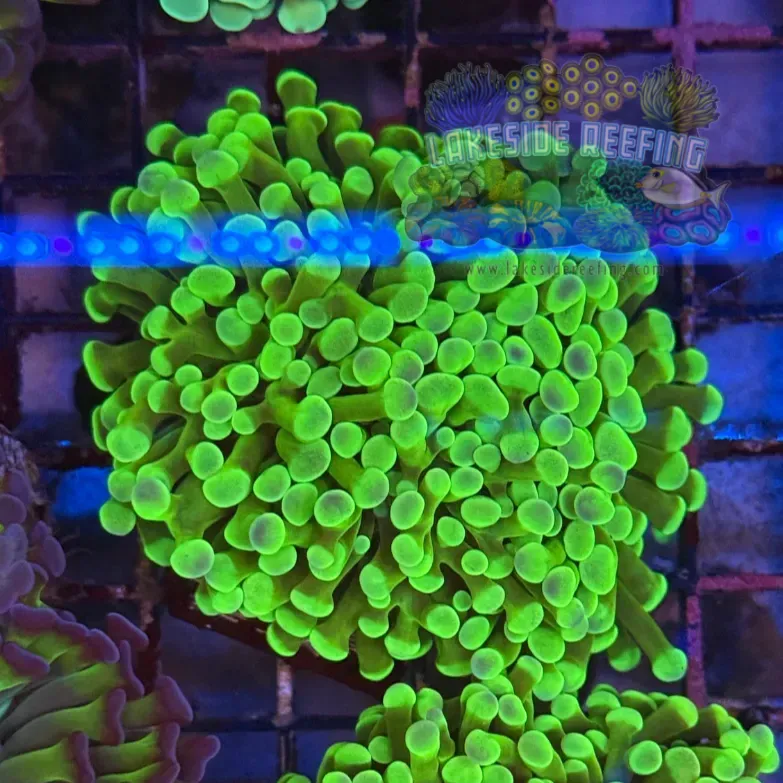 Ultra Bright Green Hammer Coral R2D6