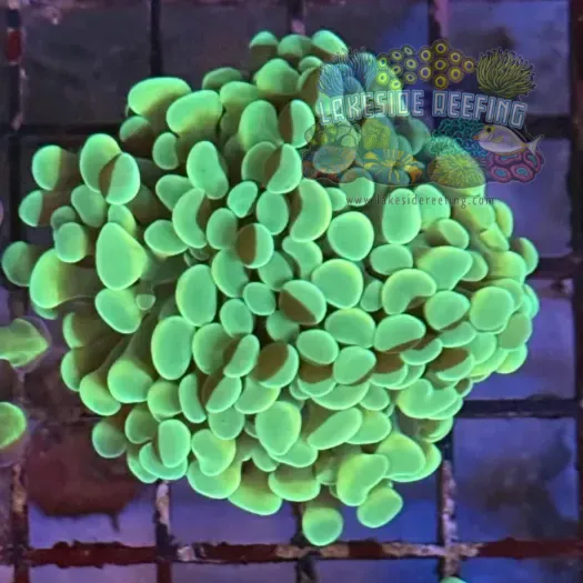 Mint Green/Gold Hammer Coral R2D9