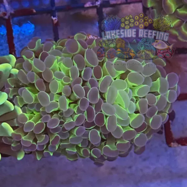 Hologram Hammer Coral R2E1