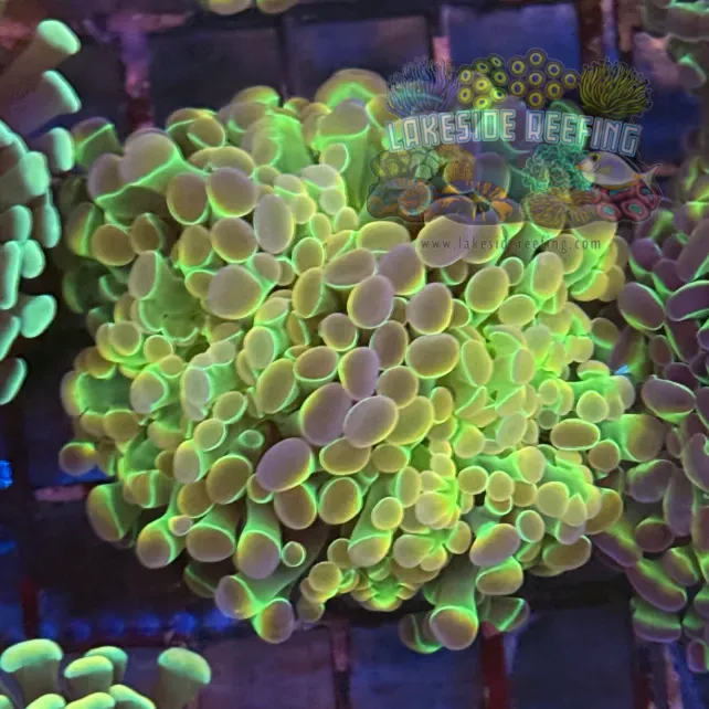 Ultra Hologram Hammer Coral R2E3
