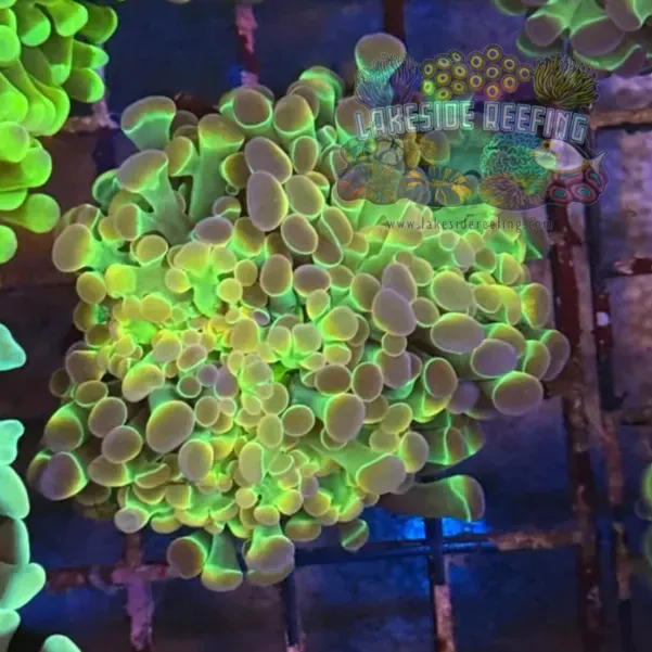 Ultra Hologram Hammer Coral R2E4
