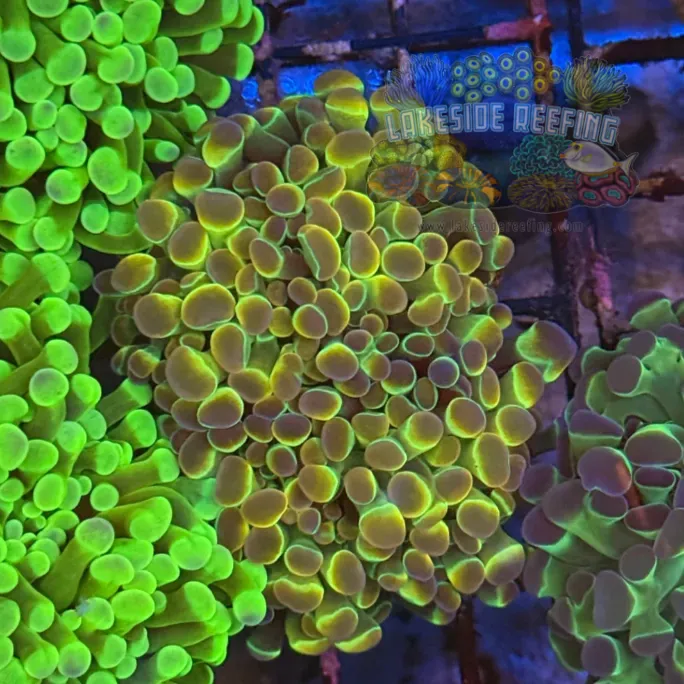 Ultra Hologram Hammer Coral R2E5