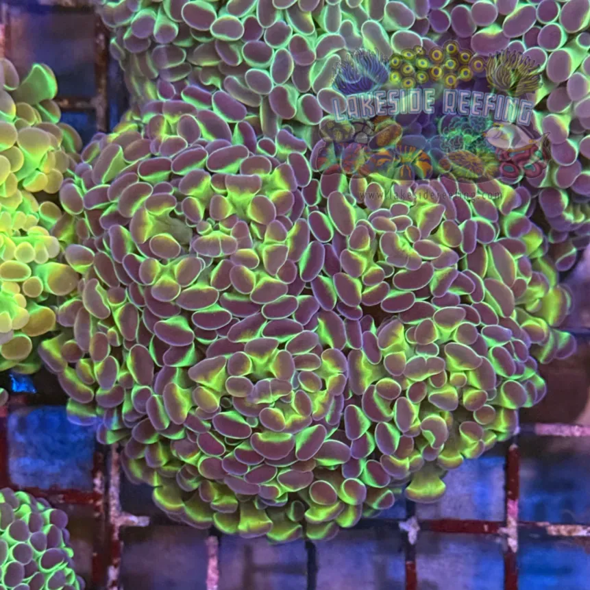 Ultra Hologram Hammer Coral R3A2