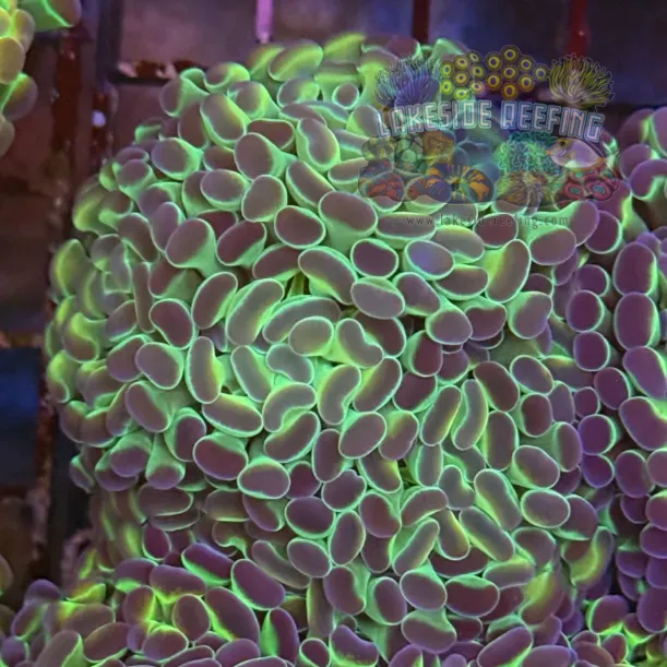 Ultra Hologram Hammer Coral R3A3