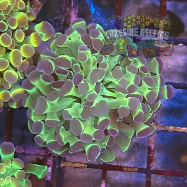 Ultra Hologram Hammer Coral R3A4