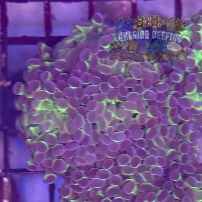 Ultra Hologram Hammer Coral R3A8