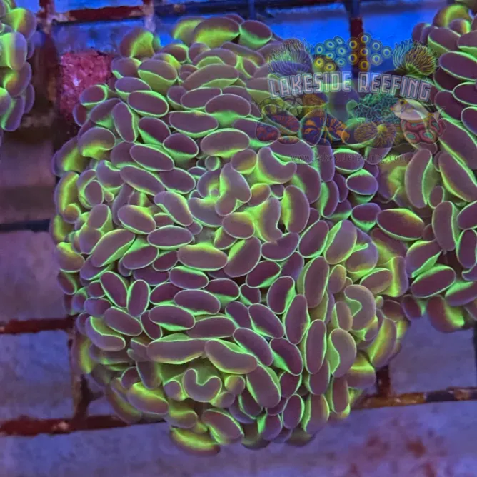 Ultra Hologram Hammer Coral R3B1