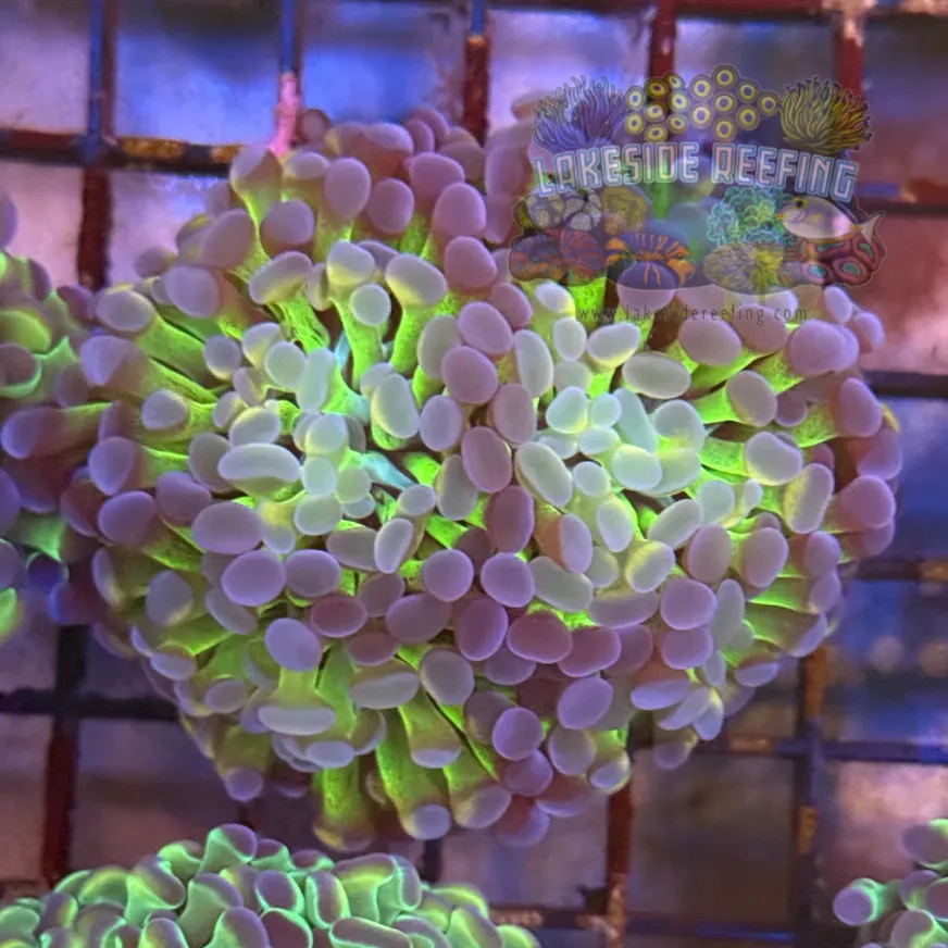 Ultra Hologram Hammer Coral R3C4