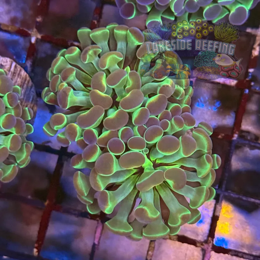 Ultra Hologram Hammer Coral R3B5
