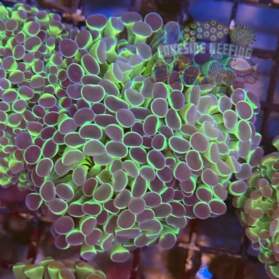 Ultra Hologram Hammer Coral R3B6