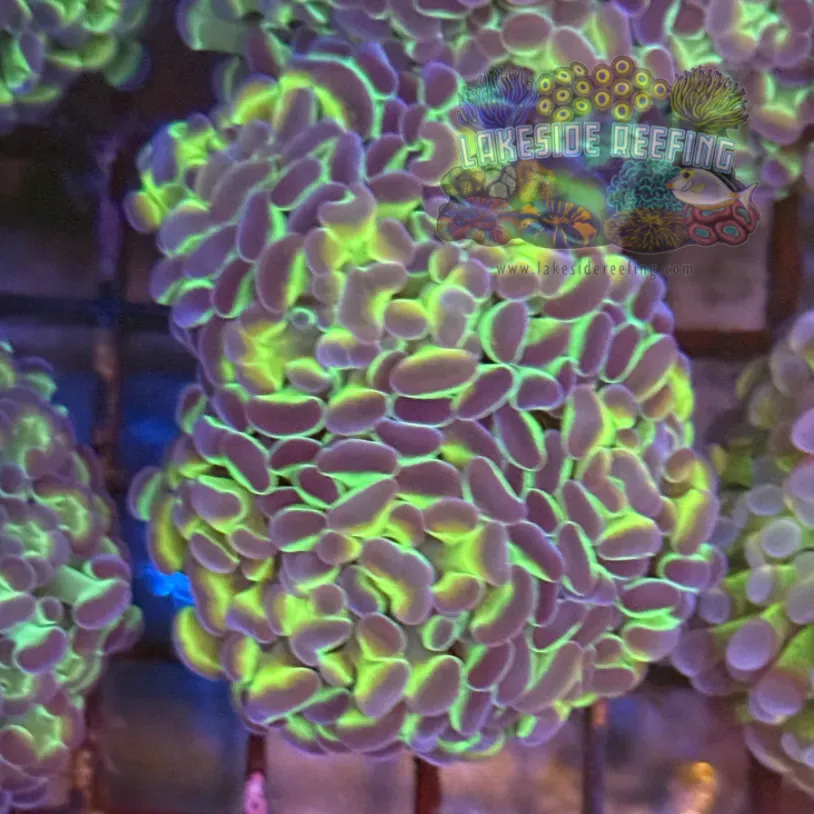 Ultra Hologram Hammer Coral R3D6