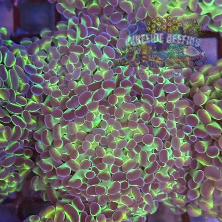 Ultra Hologram Hammer Coral R3D7