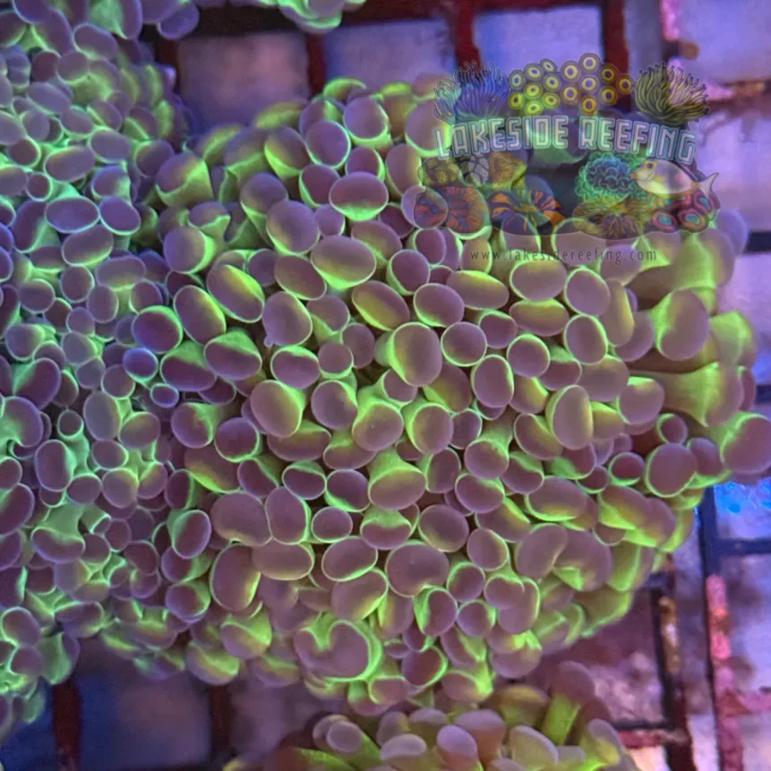 Ultra Hologram Hammer Coral R3E7