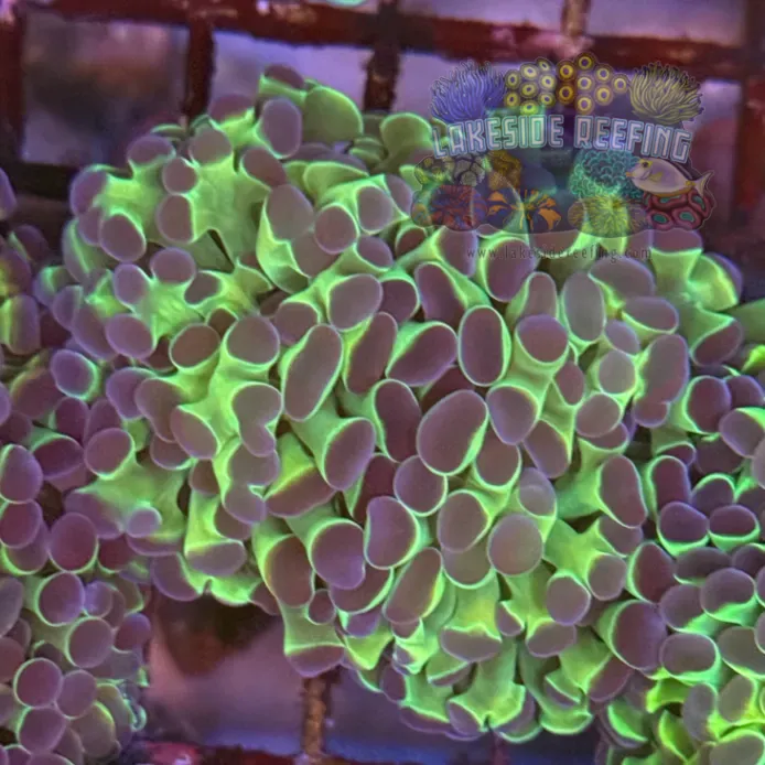Ultra Hologram Hammer Coral R3B8