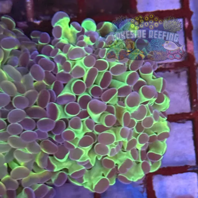 Ultra Hologram Hammer Coral R3E8