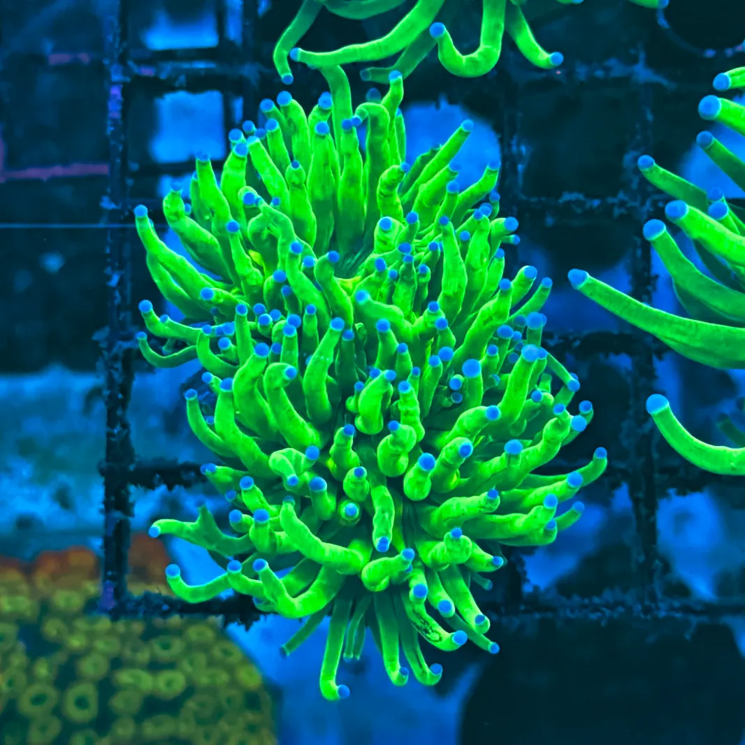 Bright Lime with Blue Tips Indo Torch Coral T1A1
